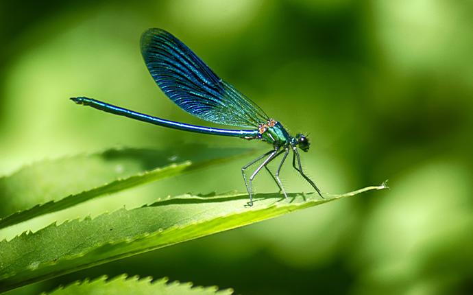 a dragonfly on a green leaf