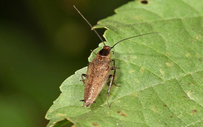 german cockroach on a leaf