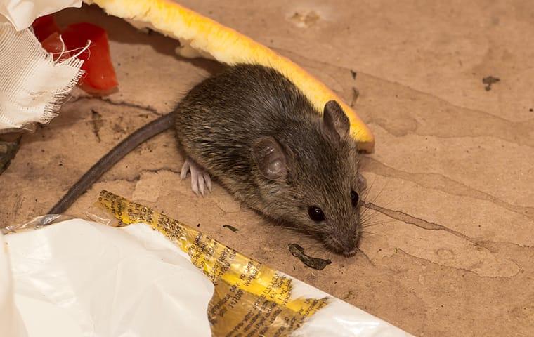 house mouse in garbage