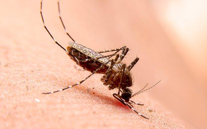 a mosquito on skin