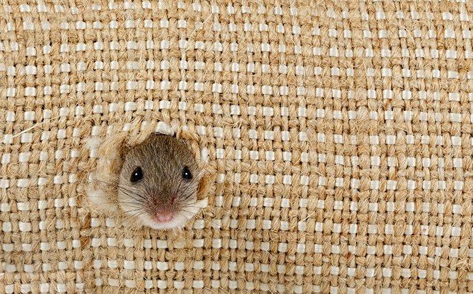 mouse chewing a hole in burlap