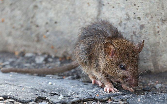 a norway rat crawling outside of a home