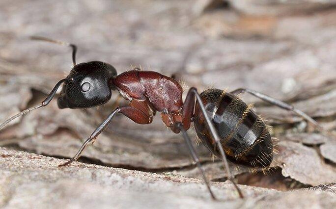 carpenter ant crawling on wood at a home
