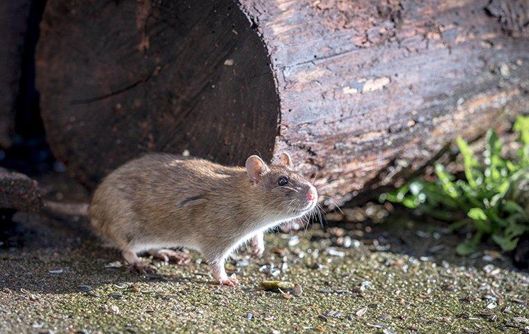 a rat outside a home.