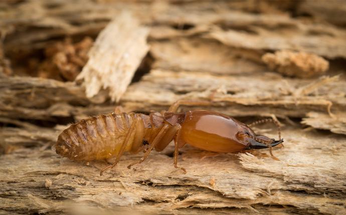 close up of a termite on damaged wood