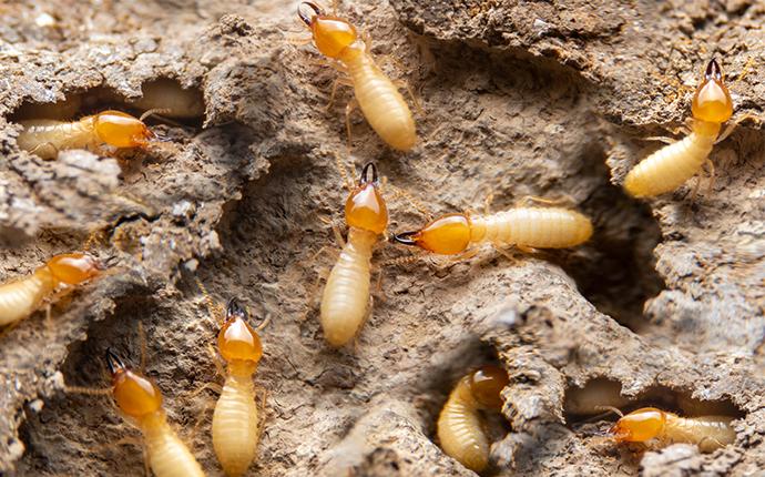 termites in wood