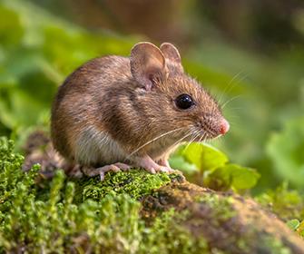 a mouse on the forest floor