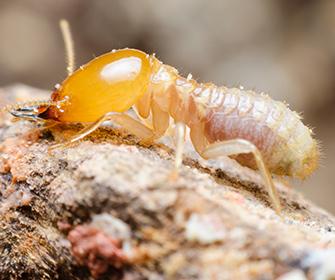 close up of a termite