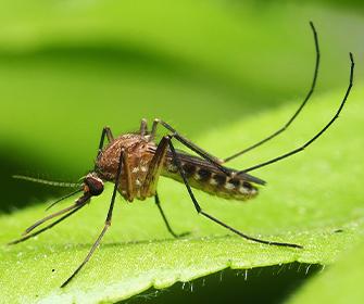 a mosquito on a leaf