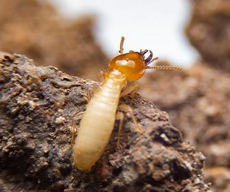 a termite crawling on rock