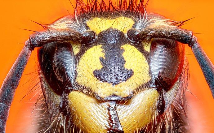 hornet face up close