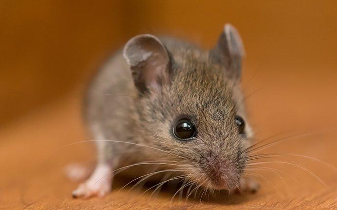 up close image of a house mouse crawling in a cupboard