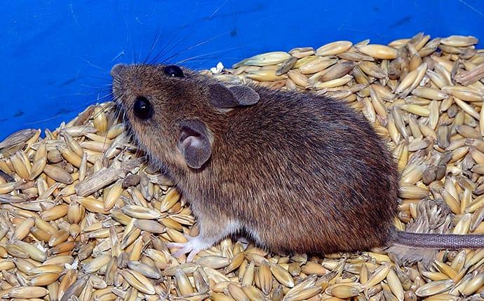 house mouse in grain