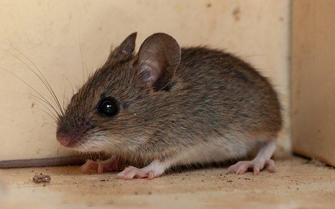 house mouse infesting a pantry