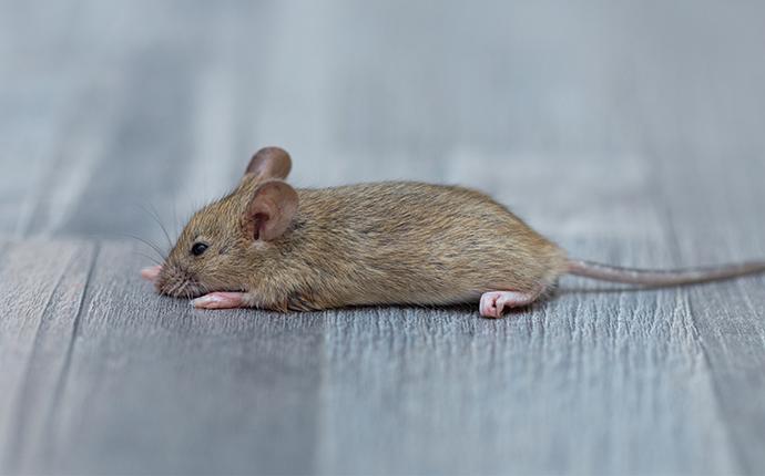 mouse crawling on floor