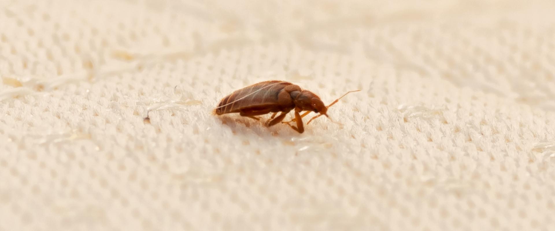 a bedbug on a mattress