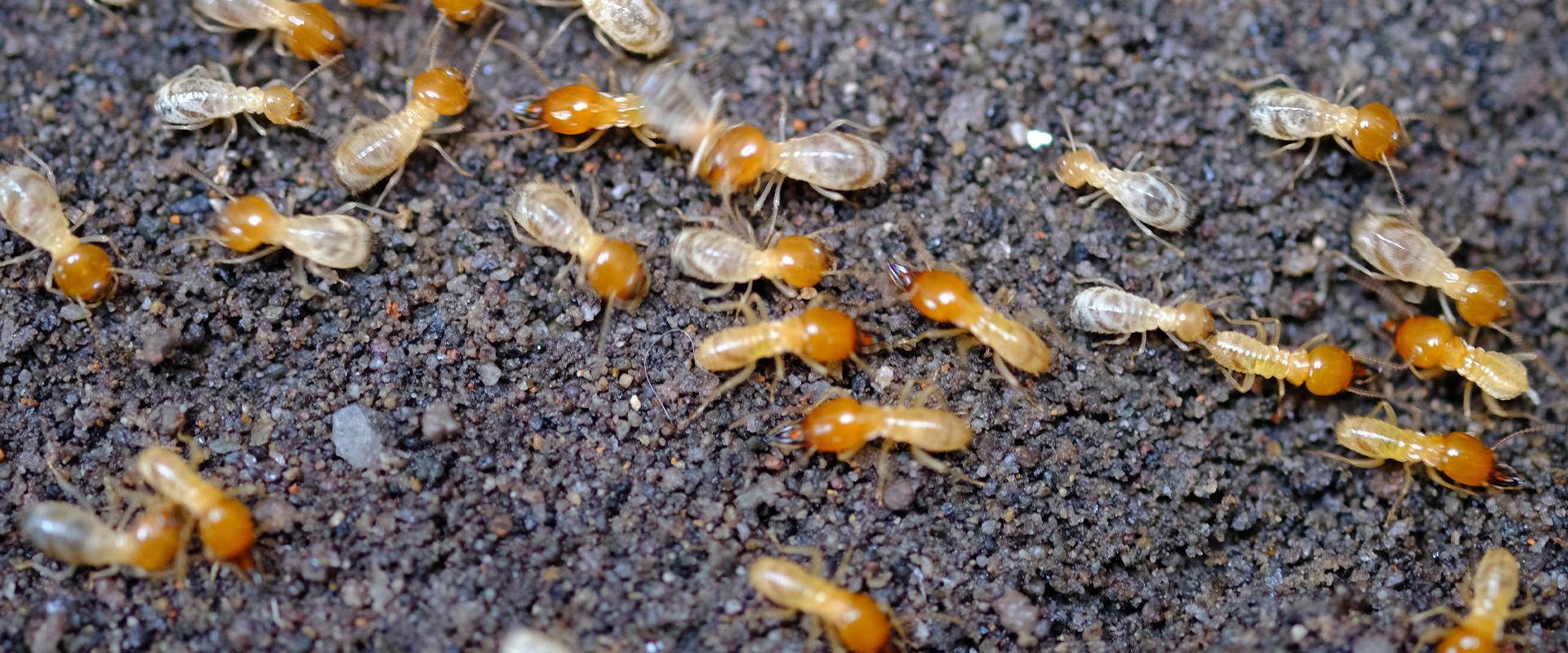 termites on gravel