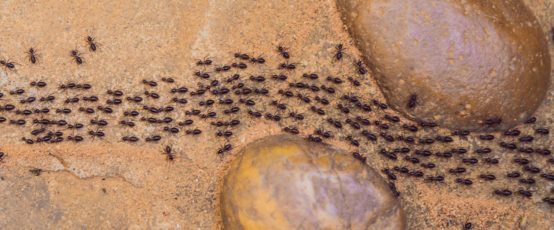 ants marching in the dirt