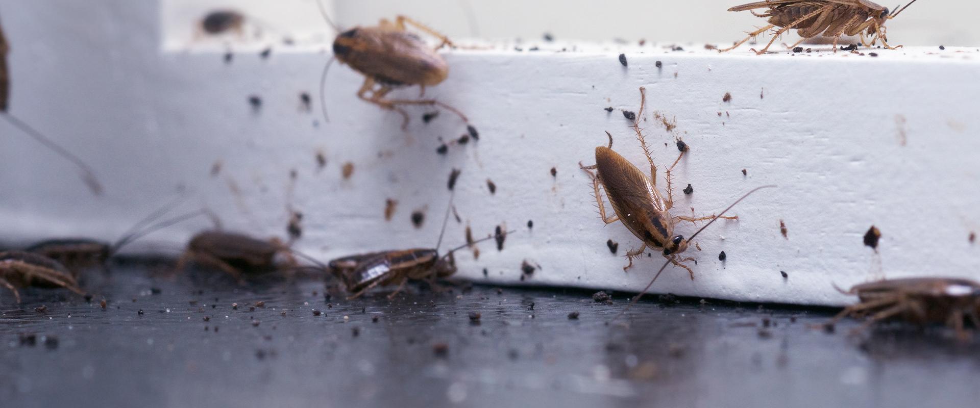cockroaches crawling around windowsill
