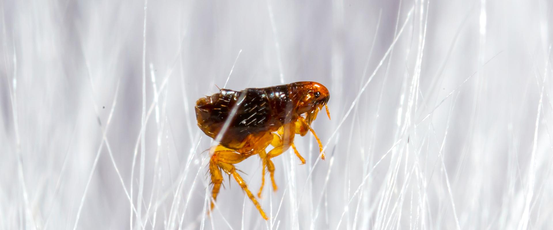 Fleas | A Guide To Common Orange County, CA Pest Identification