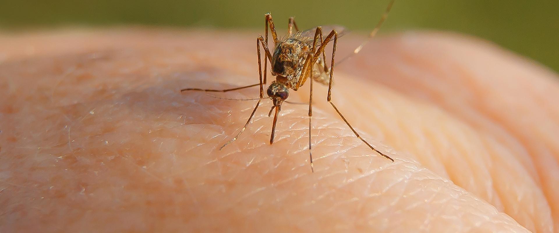 Mosquitoes A Guide To Common Orange County, CA Pest Identification