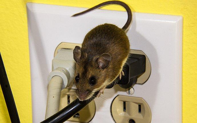 a mouse on wiring in anaheim california