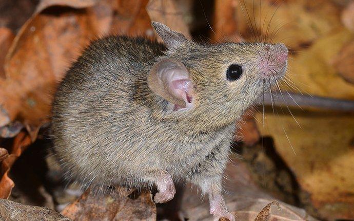 mouse crawling in leaves