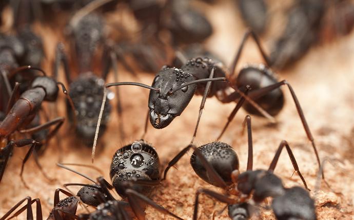 a close of carpenter ants