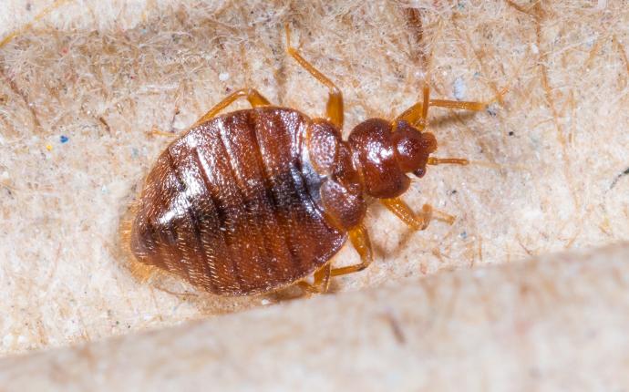 a bed bug crawling on a box spring