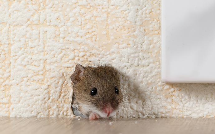 a mouse in a hole in the wall