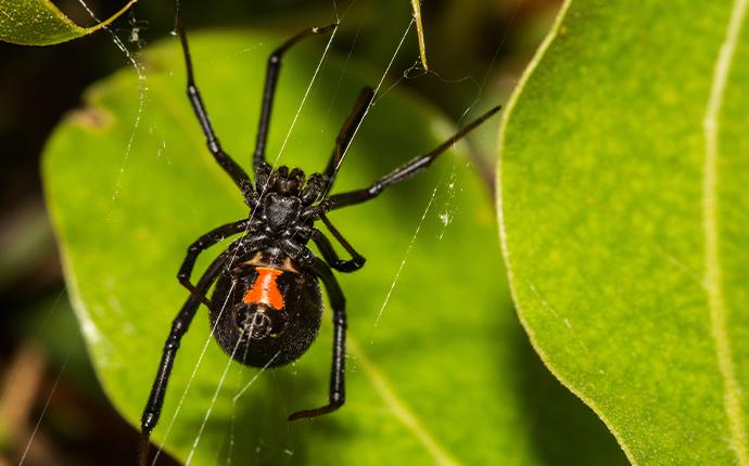 a close up of a black widow spider