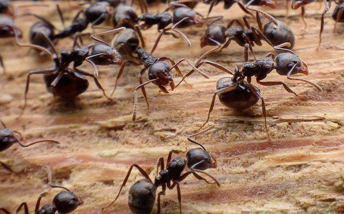 a close up of ants on wood
