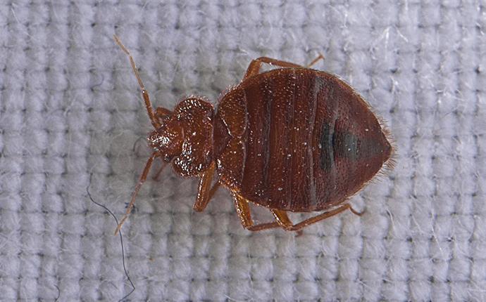 a bed bug crawling on a mattress