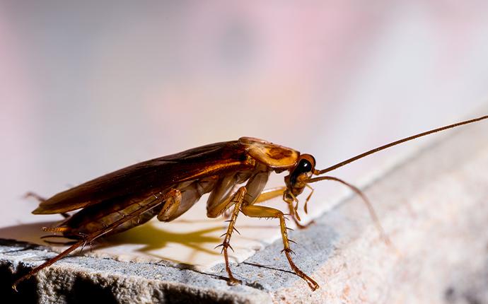 a close up of a cockroach