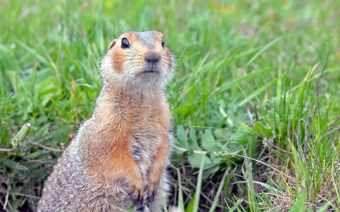 a gopher standing in the grass