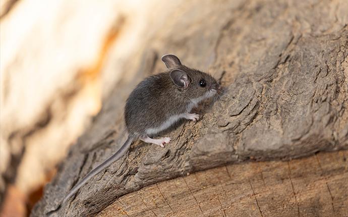 a small brown mouse on a log