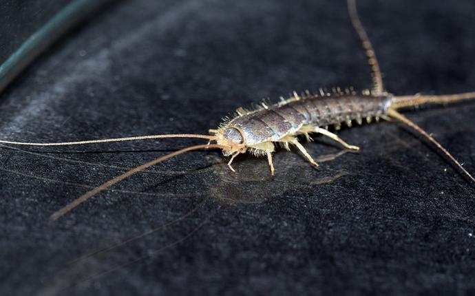 a close up of a silverfish