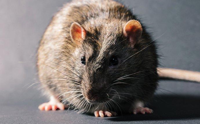 a rat crawling in a home in irvine california