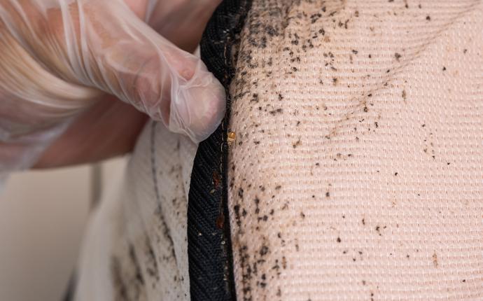 a service technician checking mattress for bedbugs