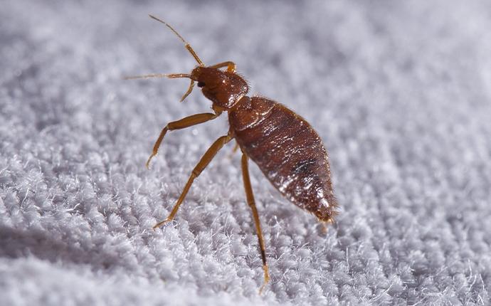 a bedbug on a mattress