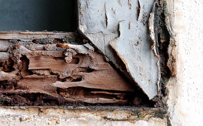 a close up of damaged wood