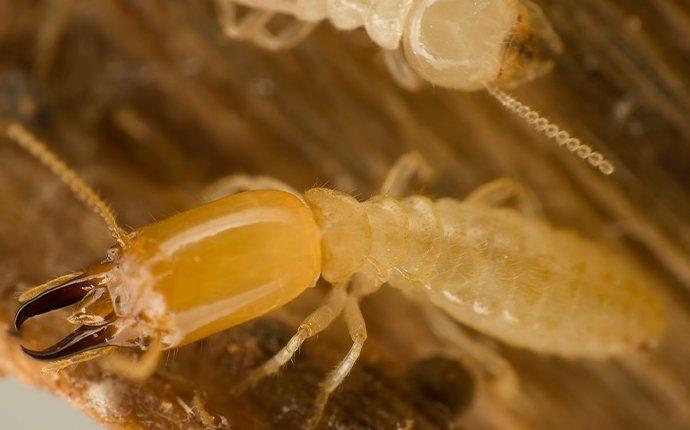 termite crwling throu a brea home