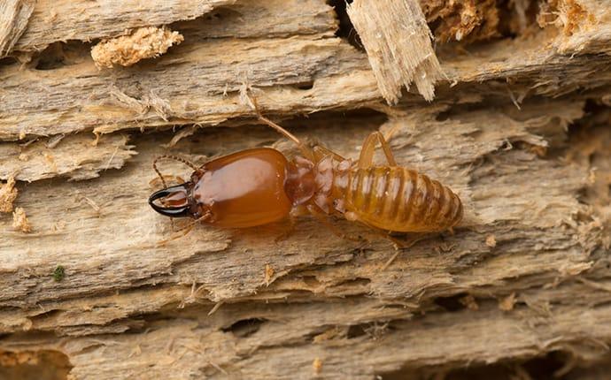 close up of termite on wood