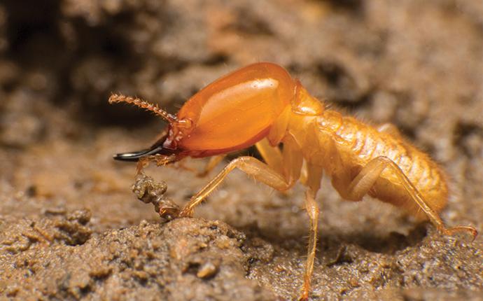 a termite infesttauon in a home