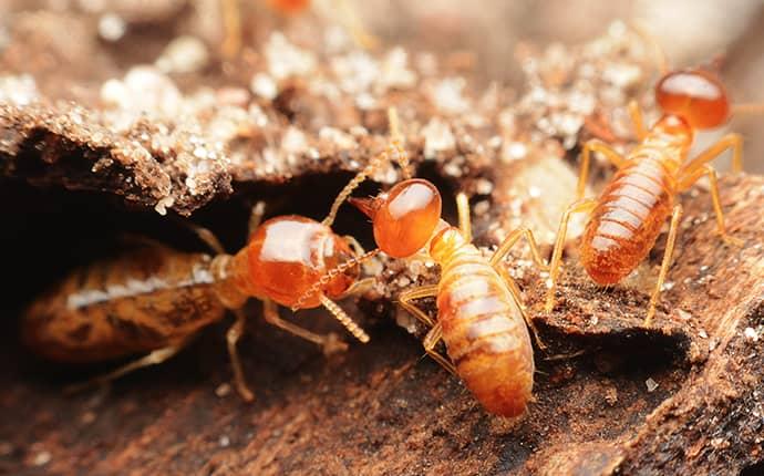 termites destroying wood in long beach california
