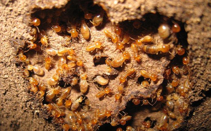 termites crawling in chewed wood