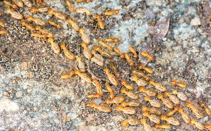 termites moving across decomposing wood