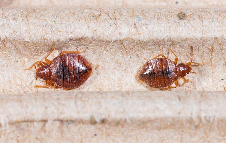 bed bug infestation