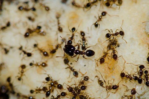 argentine ants swarming crumbs in a home