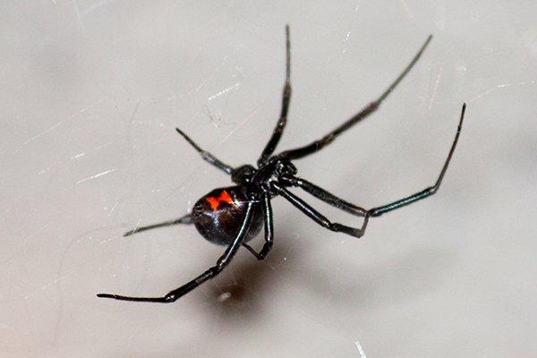 black widow dangerous spider crawling on web